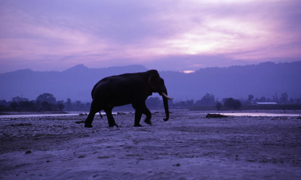 Elephant at sunset 103872
