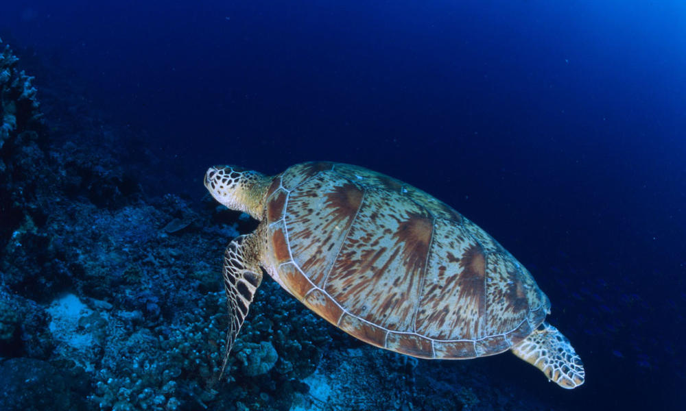 Chelonia mydas Common green turtle Swimming Indo Pacific Ocean.