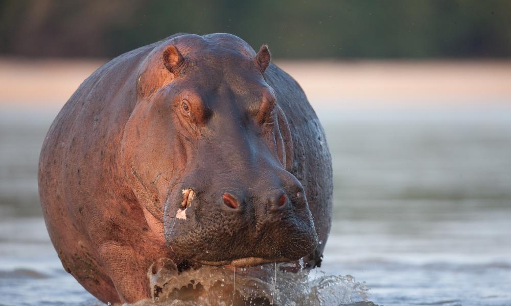 Rampant poaching threatens former elephant stronghold in Tanzania ...