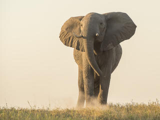 African elephant