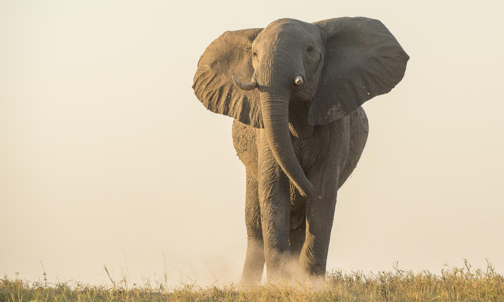 African Elephant