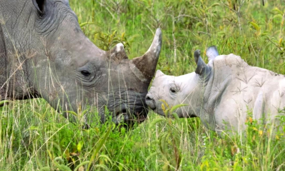 rhino mother and calf touching noses
