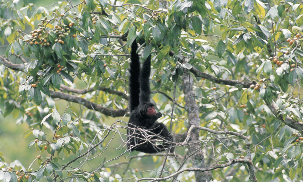 Black Spider Monkey