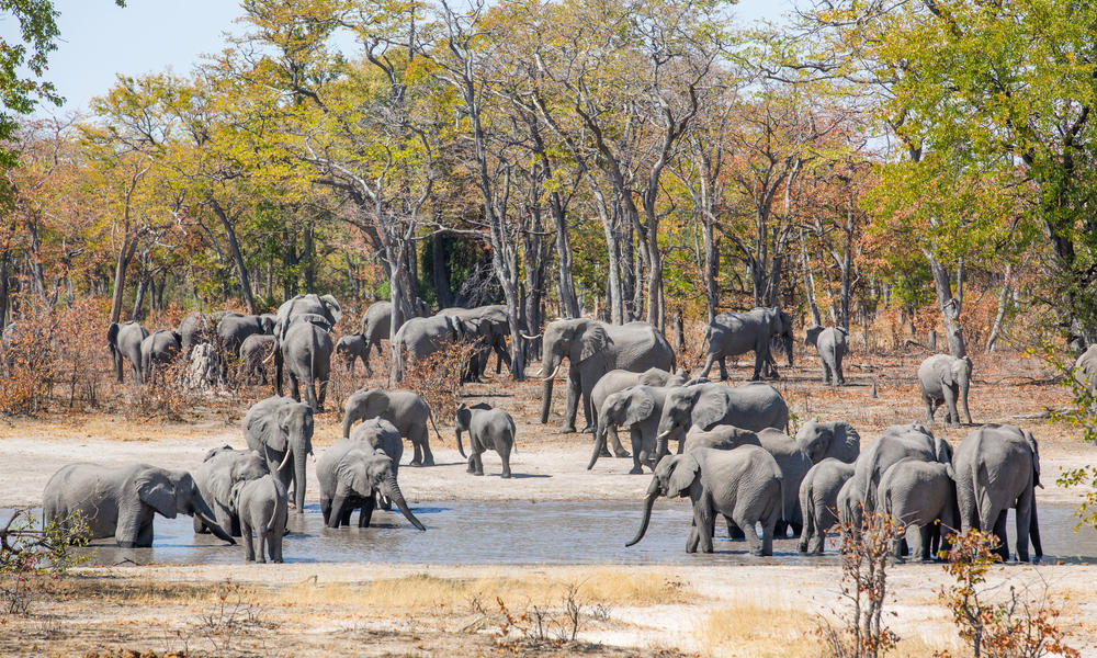 Global momentum in elephant conservation | Stories | WWF