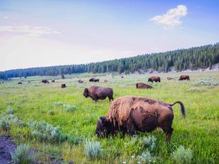 Bison Story 297667280