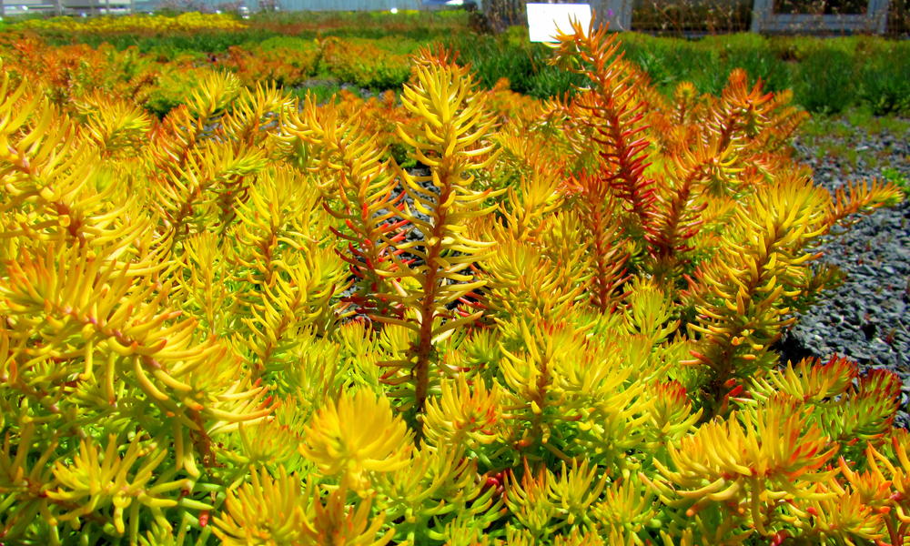WWF HQ green roof Bright Bushes Close Up