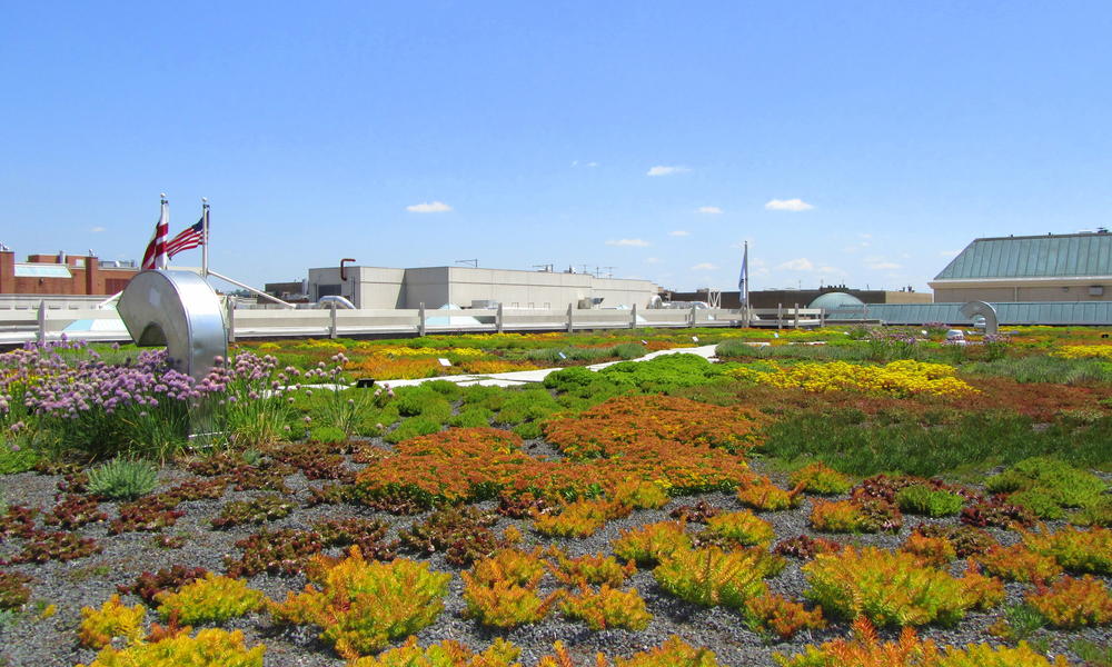 WWF HQ green roof