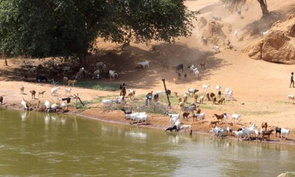Tanzanian farmers and their livestock rely on the Great Ruaha River. As in Zambia, competing demands on water are stressing this precious resource.