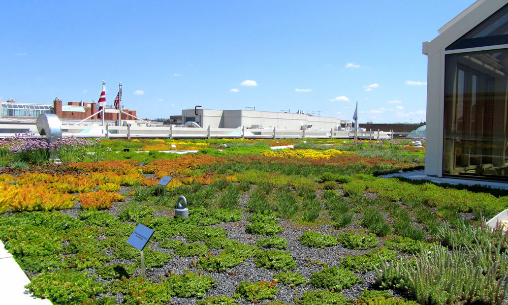 WWF HQ green roof Weight Garden Wide View Enhanced