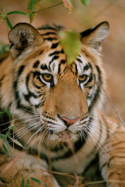 Tiger (Panthera tigris), Bandhavgarh National Park, India.