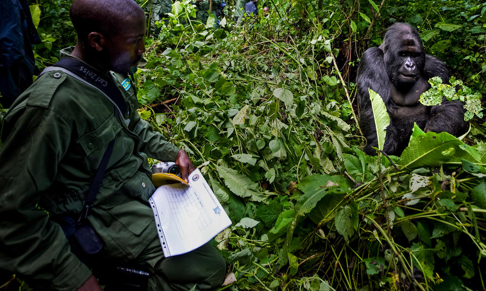 ranger doing research in drc