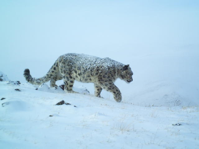 Snow leopard in snow