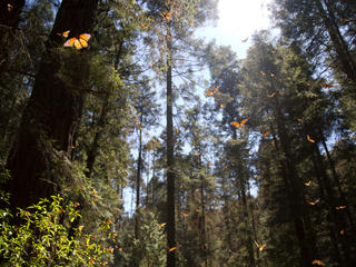 monarchs in trees in Mexico