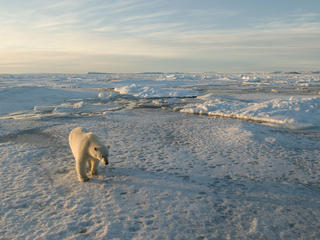 Climate change and polar bears