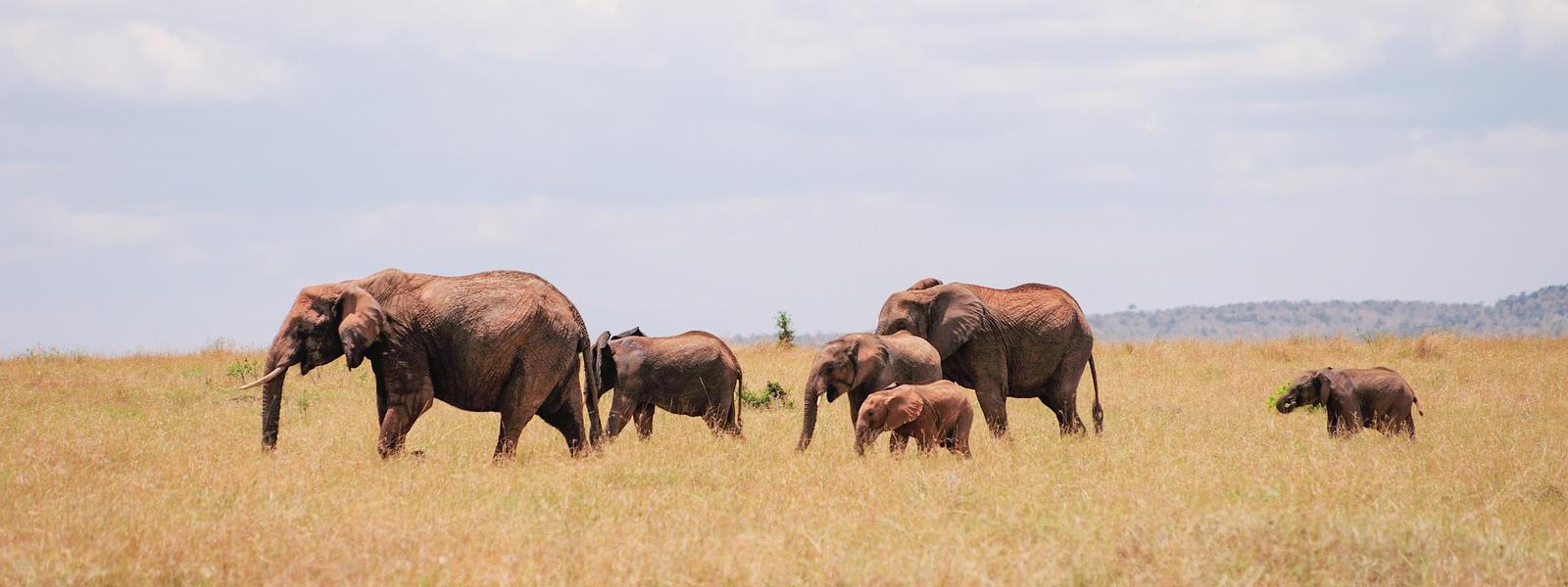 African Elephants Walking