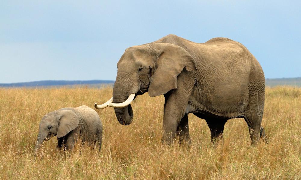 African elephant with calf