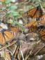 Monarch butterflies