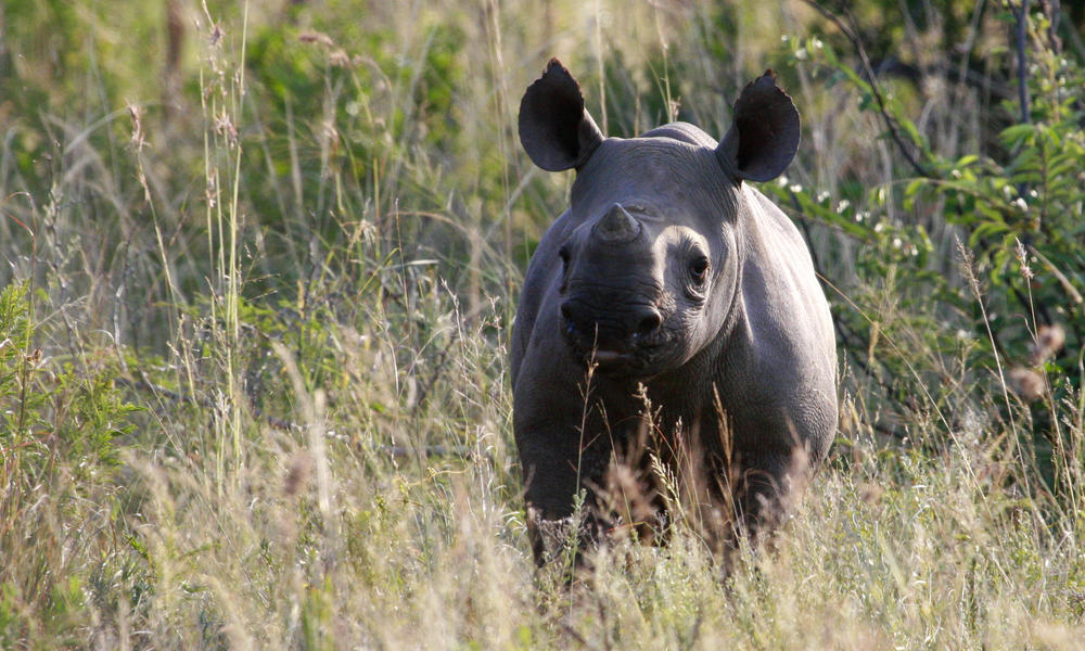 Black rhino calf on a brrep site credit pip mortlock