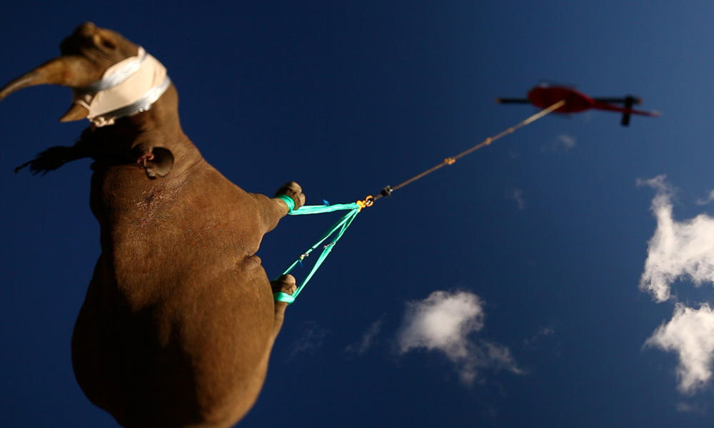 Black rhino being airlifted to a safer area