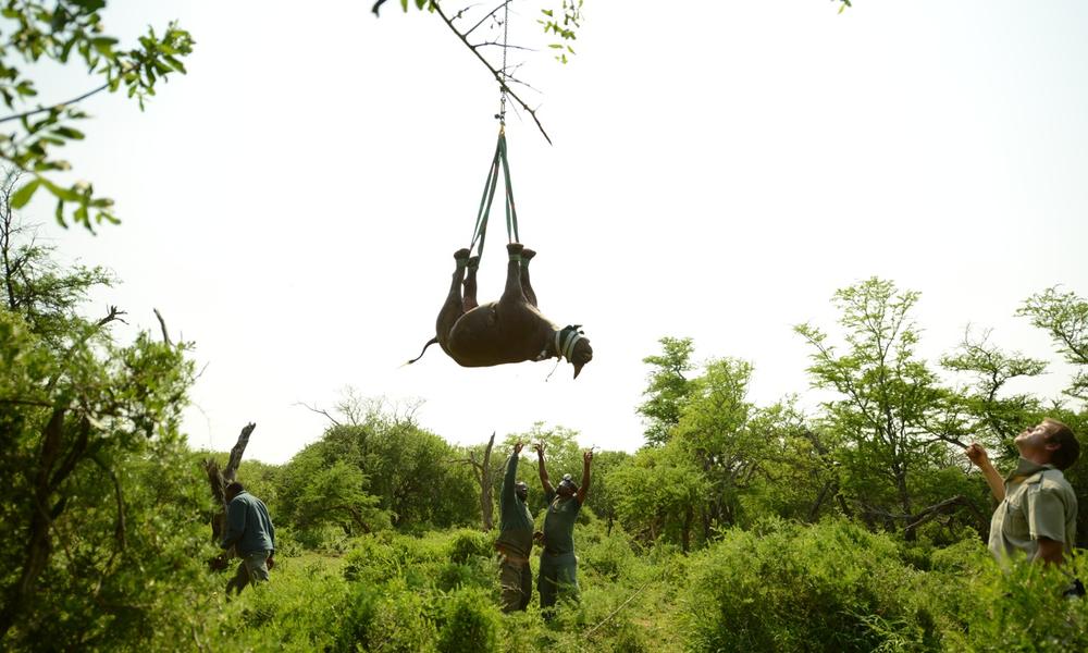 Ground team helps with lowering a black rhino credit green renaissance   wwf sa