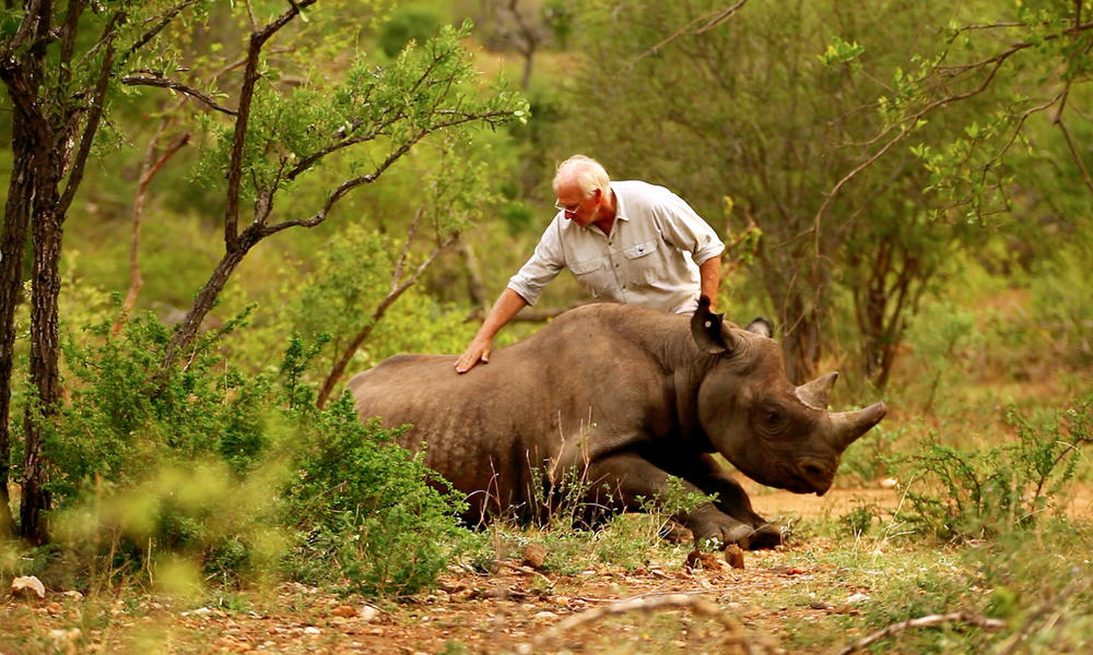 A man patting the back of a black rhino that is standing up