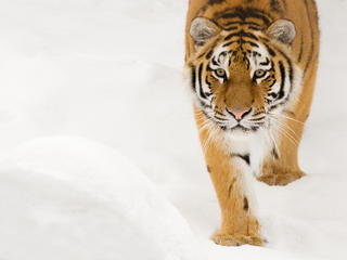 Siberian tiger walking in snow