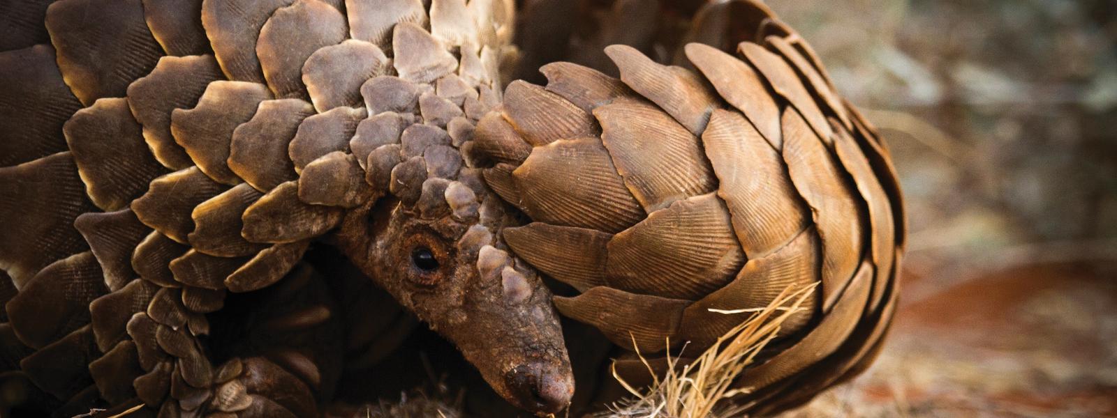 Pangolin