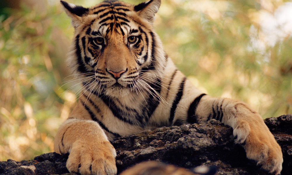 A Bengal tiger in Bandhavgarh National Park, India