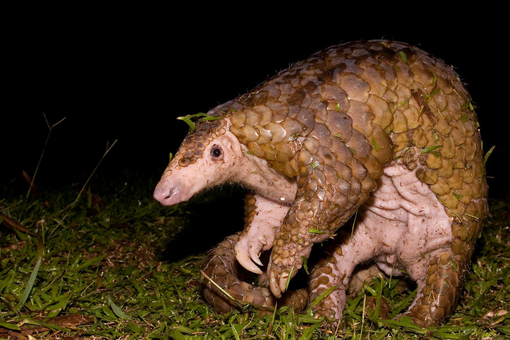 pangolin smelling the air