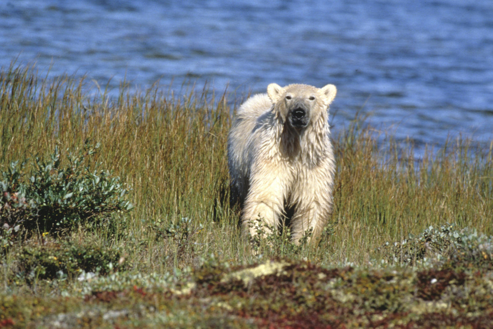 A polar bear stands in front of the blue waters of Hudson Bay
