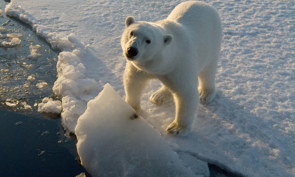 Why do polar bears only have one baby? - Rankiing Wiki : Facts, Films ...