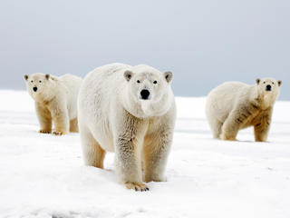 Polar bear with two cubs