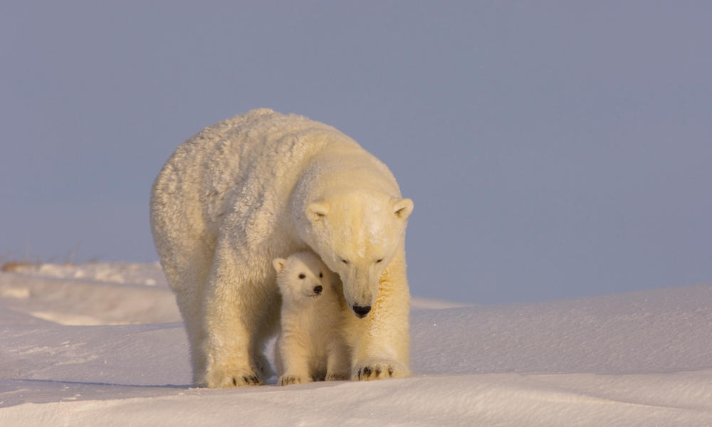 Polar bear cub with her sow