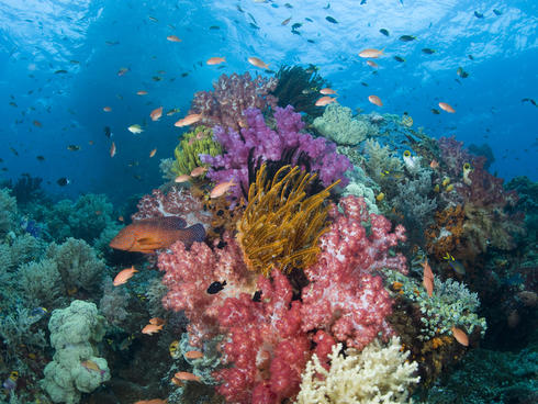 Coral Reefs Inquiry Mermaid Winter 2016 Magazine