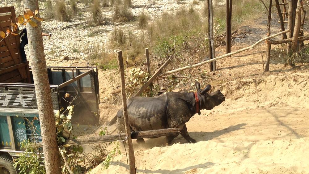 Rhino freed