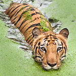 Tiger swimming