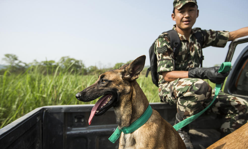 Sniffer dogs working with park rangers of Nepal