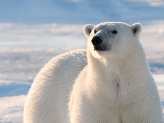 Polar Bear