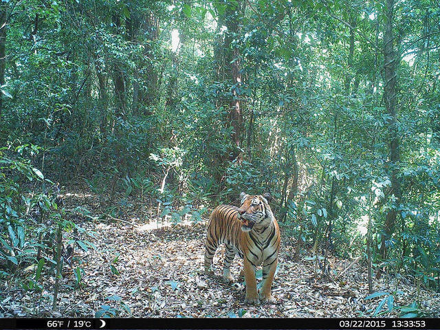 camera trap of a tiger