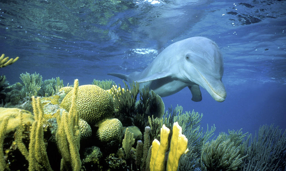 Belize Barrier Reef