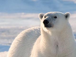 Polar Bear