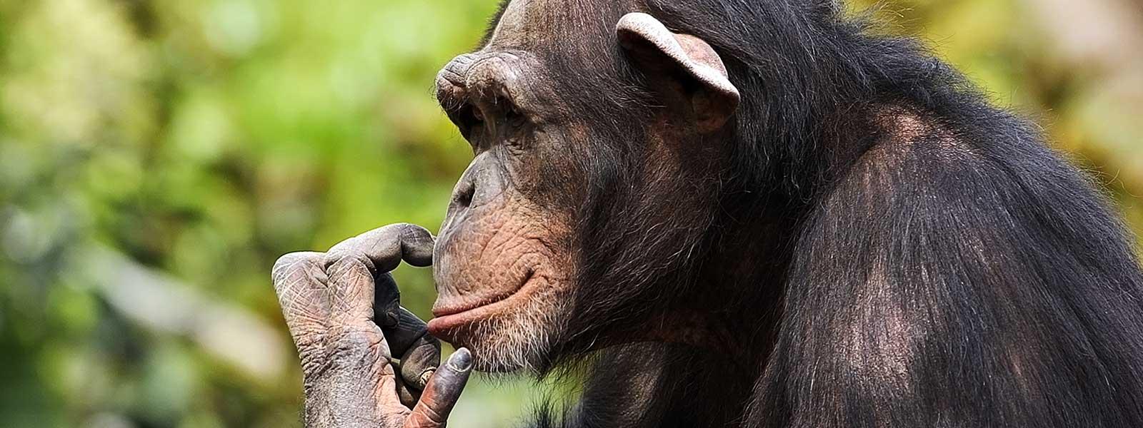 Chimpanzee