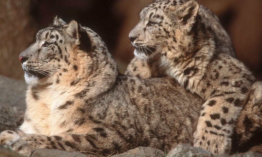Snow Leopards are Critically Endangered and listed on CITES Appendix II.