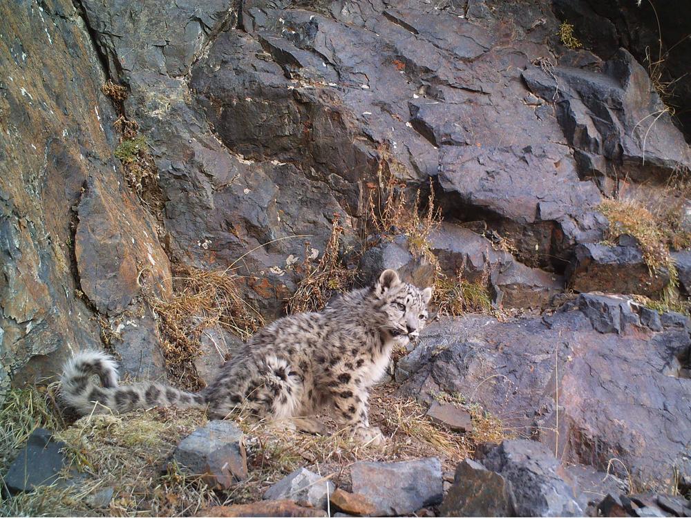 snow leopard blends into landscape