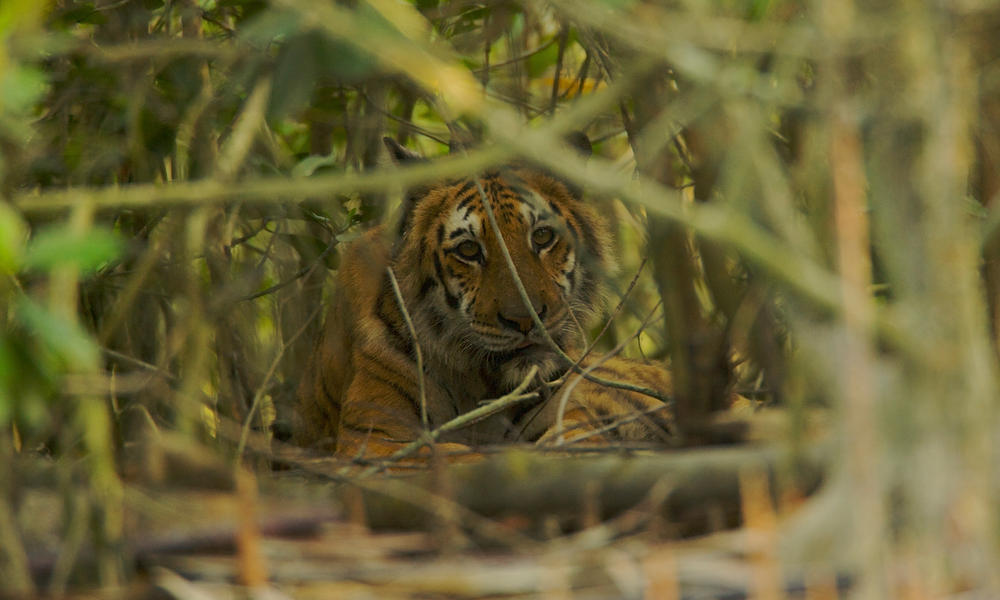 Tiger resting in the mangroves