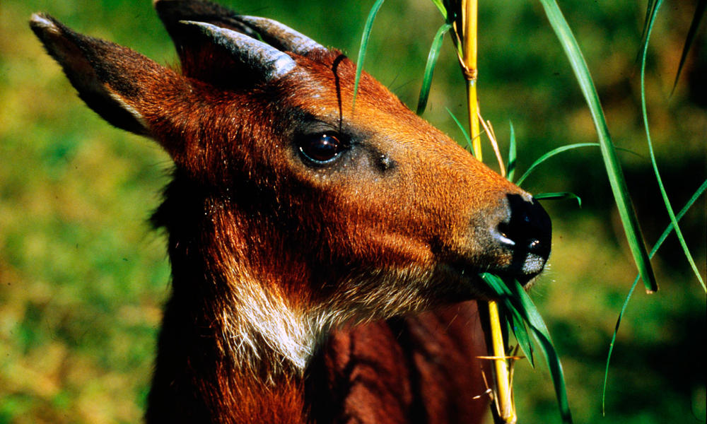 young serow