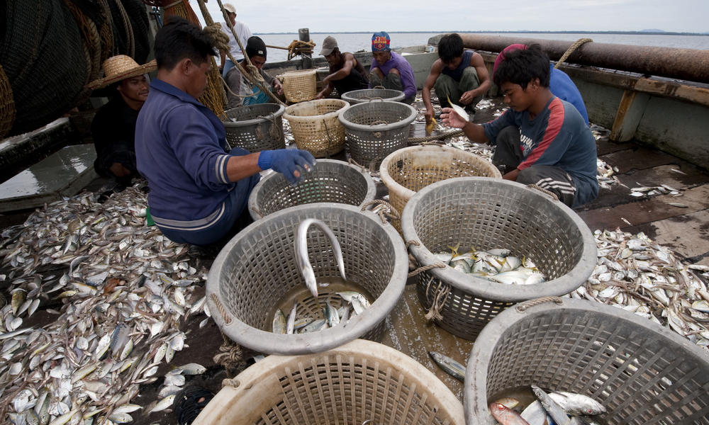 Overfishing Photos WWF