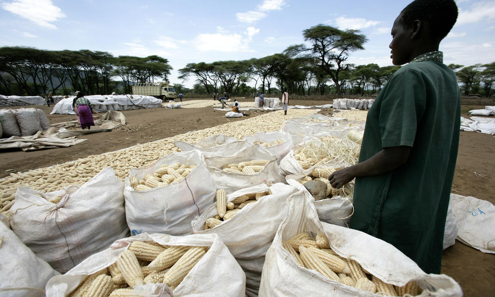 Harvested Maize