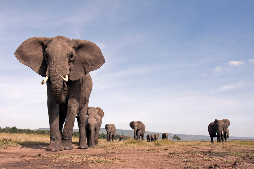 African elephant herd walking