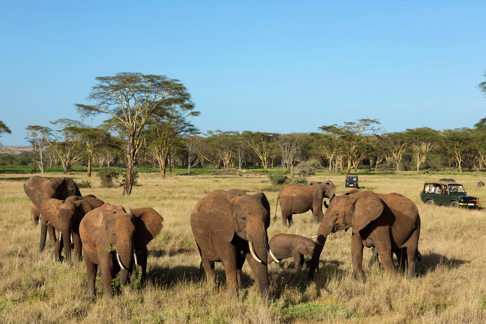 Tourists watching elephants